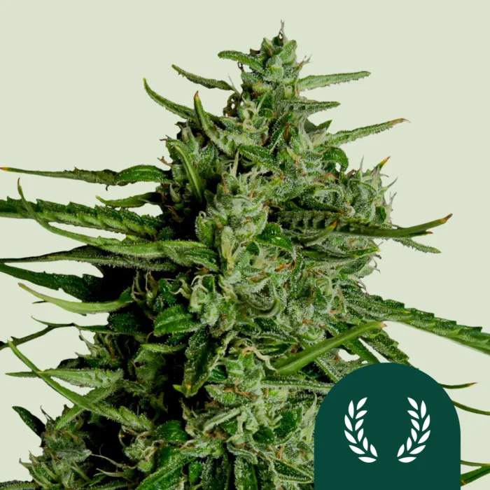 ROYAL QUEEN SEEDS - TITAN F1 AUTOFLORECIENTE - Imagen 1