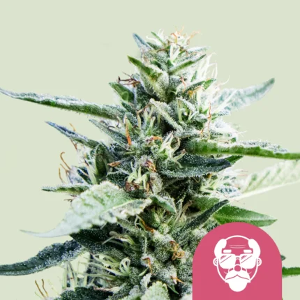 ROYAL QUEEN SEEDS - GRANDDADDY PURPLE FEM (USA PREMIUM)