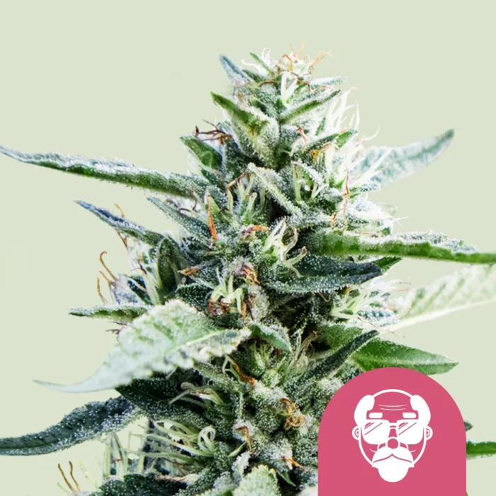 ROYAL QUEEN SEEDS - GRANDDADDY PURPLE FEM (USA PREMIUM) - immagine 1