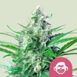 ROYAL QUEEN SEEDS - GRAPE APE FEM (USA PREMIUM)