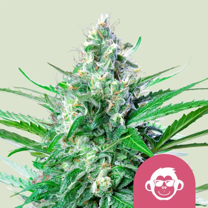 ROYAL QUEEN SEEDS - GRAPE APE FEM (USA PREMIUM) - immagine 1