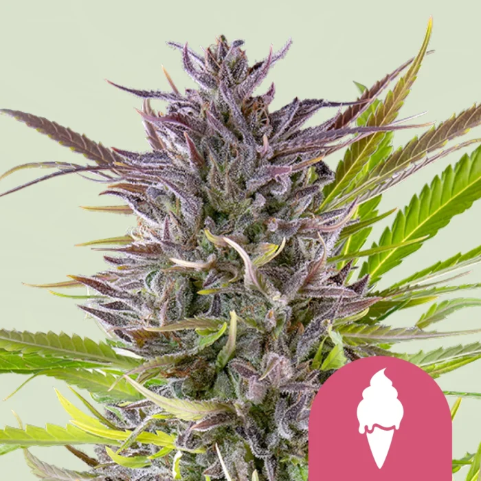 ROYAL QUEEN SEEDS - GREEN ICE CREAM FEM (USA PREMIUM) - Image 1