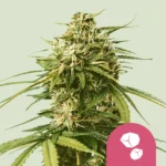 ROYAL QUEEN SEEDS - GUSHERS FEM (USA PREMIUM)