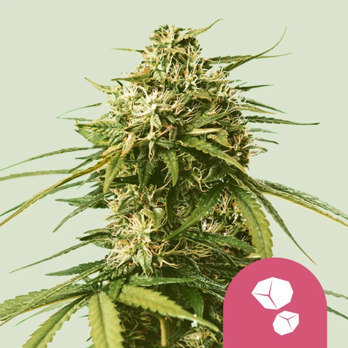 ROYAL QUEEN SEEDS - GUSHERS FEM (USA PREMIUM) – Image 1