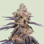 ROYAL QUEEN SEEDS - MEXICAN RUSH AUTO FEM
