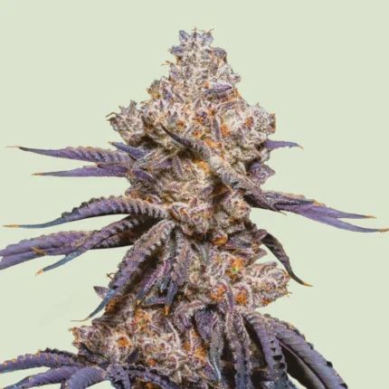 ROYAL QUEEN SEEDS - MEXICAN RUSH AUTO FEM