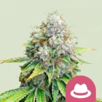ROYAL QUEEN SEEDS - OG KUSH FEM