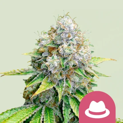 ROYAL QUEEN SEEDS - OG KUSH FEM