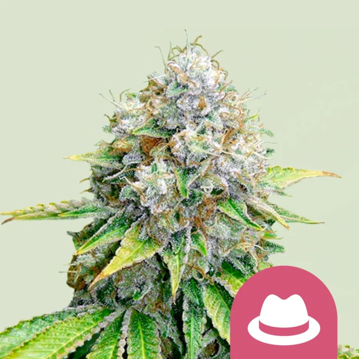 ROYAL QUEEN SEEDS - OG KUSH FEM - Imagen 1