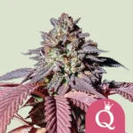ROYAL QUEEN SEEDS - PURPLE QUEEN FEM (USA PREMIUM)