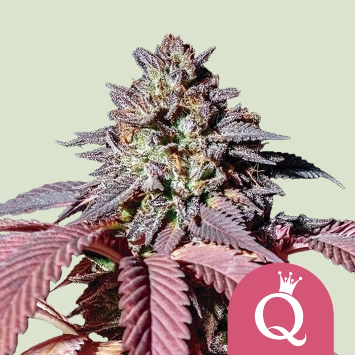 ROYAL QUEEN SEEDS - PURPLE QUEEN FEM (USA PREMIUM) - Image 1