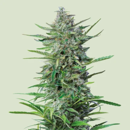 ROYAL QUEEN SEEDS - PURPLE PUNCH FEM