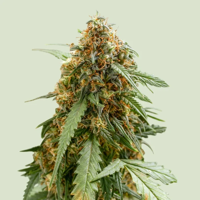 ROYAL QUEEN SEEDS - STICKY QUEEN AUTO FEM - immagine 1