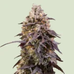 ROYAL QUEEN SEEDS - STICKY QUEEN FEM