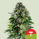 ROYAL QUEEN SEEDS - CORKSCREW AUTO FEM (TYSON SEEDS)