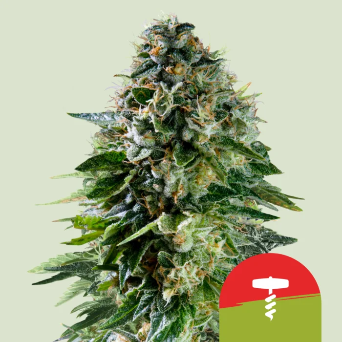 ROYAL QUEEN SEEDS - CORKSCREW AUTO FEM (TYSON SEEDS) - Image 1