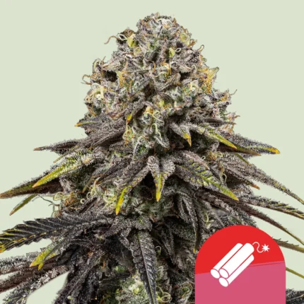 ROYAL QUEEN SEEDS - DYNAMITE DIESEL FEM (TYSON SEEDS)