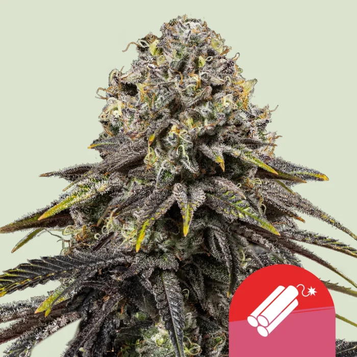 ROYAL QUEEN SEEDS - DYNAMITE DIESEL FEM (TYSON SEEDS) - Image 1