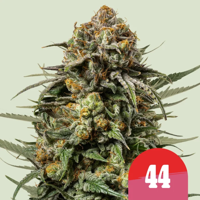 ROYAL QUEEN SEEDS - ICE CREAM 44 FEM (TYSON SEEDS) - Imagen 1