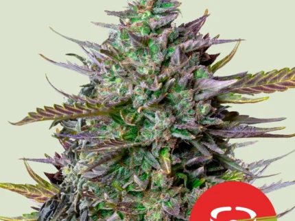 ROYAL QUEEN SEEDS - GOAT'LATO AUTO FEM (TYSON SEEDS)