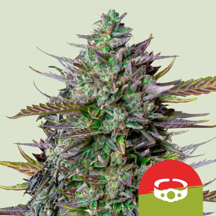 ROYAL QUEEN SEEDS - GOAT'S SIDE AUTO FEM (TYSON SEEDS) - Imagen 1