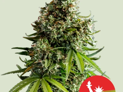 ROYAL QUEEN SEEDS - NYC SOUR D AUTO FEM (TYSON SEEDS)