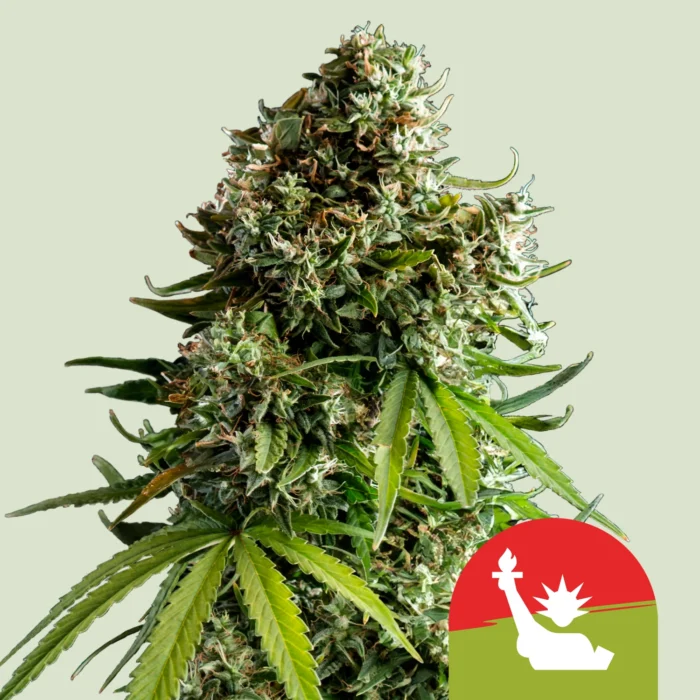 ROYAL QUEEN SEEDS - NYC SOUR D AUTO FEM (TYSON SEEDS) – Image 1