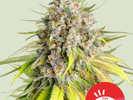 ROYAL QUEEN SEEDS - PUNCH PIE FEM (TYSON SEEDS)