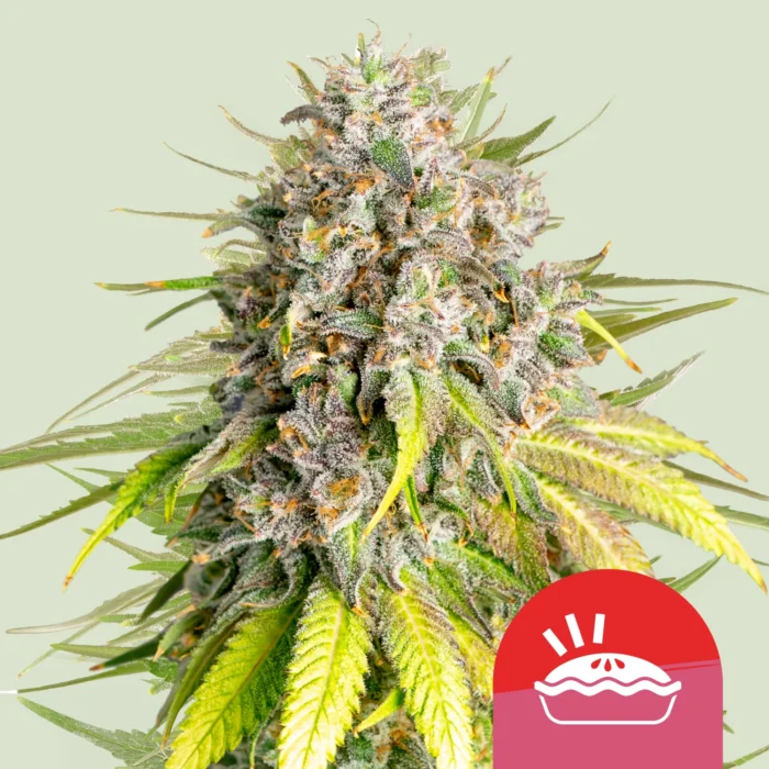 ROYAL QUEEN SEEDS - PUNCH PIE FEM (TYSON SEEDS) – Image 1