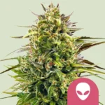 ROYAL QUEEN SEEDS - ALIEN OG FEM