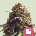 ROYAL QUEEN SEEDS - FEM BISCUITS (USA PREMIUM)