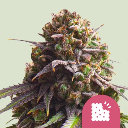 ROYAL QUEEN SEEDS - BISCOTTI FEM (USA PREMIUM)