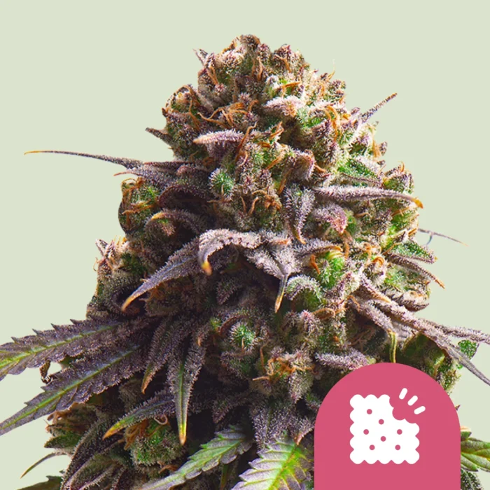 ROYAL QUEEN SEEDS - FEM BISCUITS (USA PREMIUM) - Imagen 1