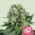 ROYAL QUEEN SEEDS - BUBBLE KUSH FEM
