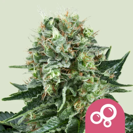 ROYAL QUEEN SEEDS - BUBBLE KUSH FEM