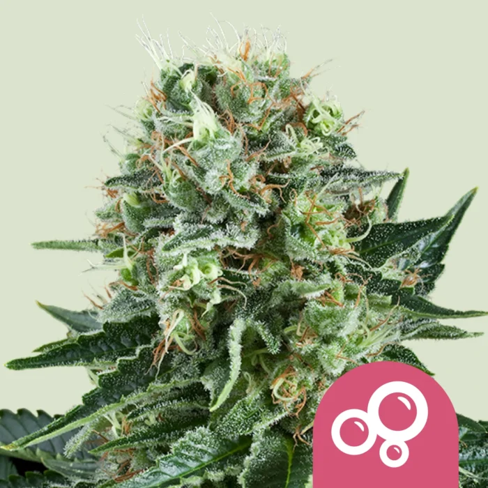 ROYAL QUEEN SEEDS - BUBBLE KUSH FEM – Image 1