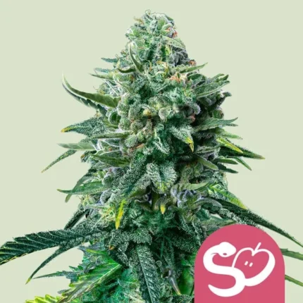 SEMILLAS ROYAL QUEEN - FRUTA PROHIBIDA FEM