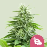 SEMILLAS ROYAL QUEEN - FRUIT SPIRIT FEM