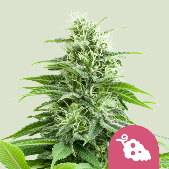 SEMILLAS ROYAL QUEEN - FRUIT SPIRIT FEM - Imagen 1