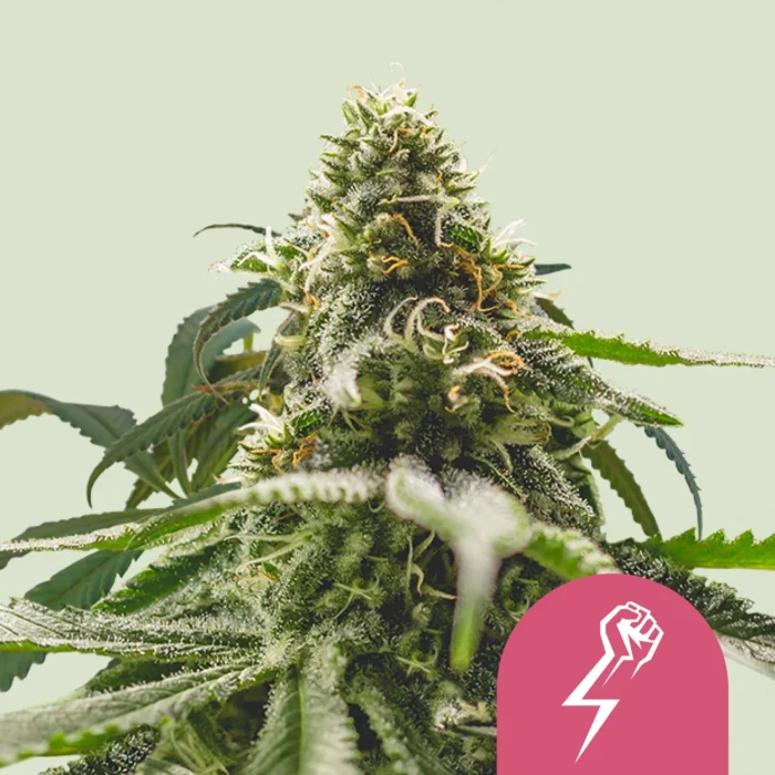 ROYAL QUEEN SEEDS - GREEN CRACK PUNCH FEM (USA PREMIUM) – Image 1