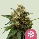 SEMILLAS ROYAL QUEEN - ICE FEM