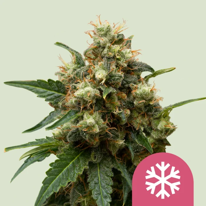 SEMILLAS ROYAL QUEEN - ICE FEM - Imagen 1