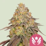 ROYAL QUEEN SEEDS - LEGENDARY OG PUNCH FEM (USA PREMIUM)