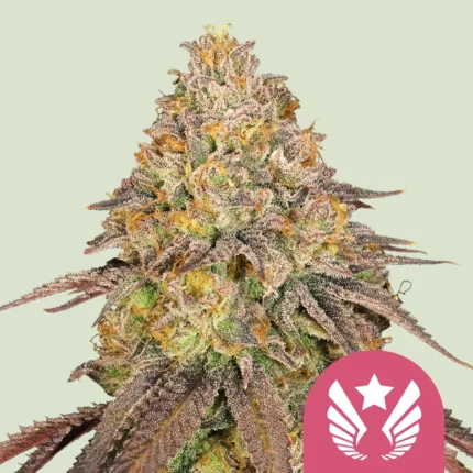 ROYAL QUEEN SEEDS - LEGENDARY OG PUNCH FEM (USA PREMIUM)