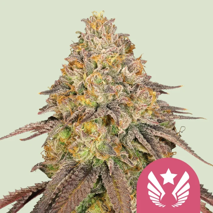 ROYAL QUEEN SEEDS - LEGENDARY OG PUNCH FEM (USA PREMIUM) - immagine 1