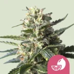 ROYAL QUEEN SEEDS - LEMON SHINING SILVER HAZE