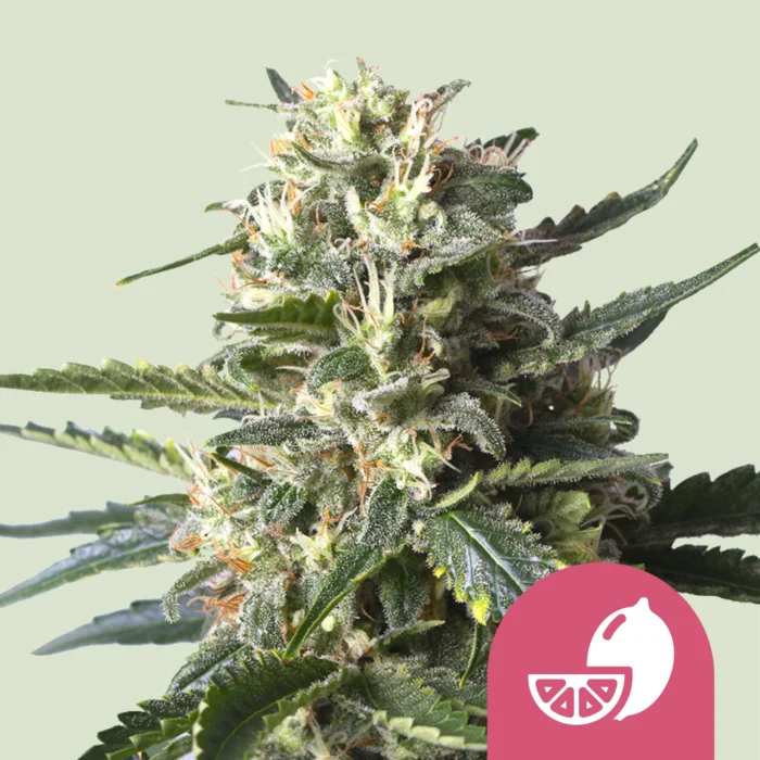 ROYAL QUEEN SEEDS - LEMON SHINING SILVER HAZE - Imagen 1