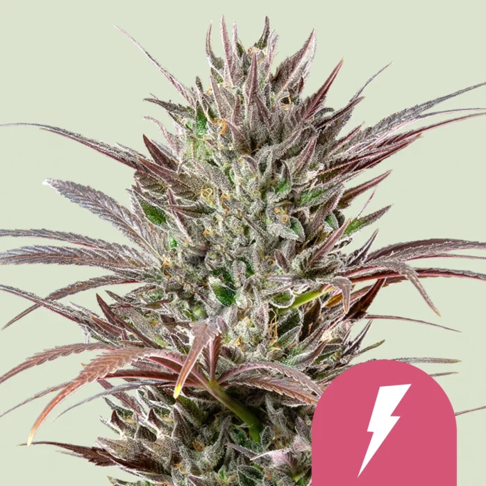 ROYAL QUEEN SEEDS - NORTH THUNDERFUCK FEM (USA PREMIUM) - immagine 1