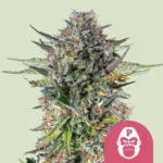 ROYAL QUEEN SEEDS - PINK GORILLA FEM