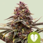 ROYAL QUEEN SEEDS - PINK MIST AUTO FEM